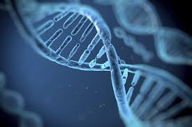 The Genetic Blueprint 5 Variable SNP Analysis